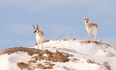 pronghorn-snow-1269.jpg