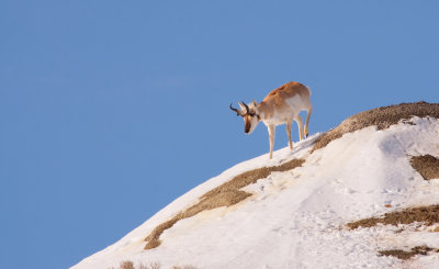 pronghorn-1300.jpg