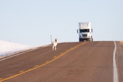 pronghorn-road-0973.jpg