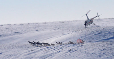 pronghorn-capture-III.jpg