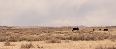 sagebrushlandscape_2616.jpg