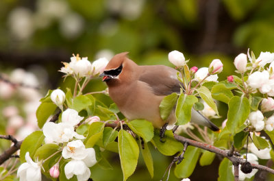 Cedar-Waxwing-4125.jpg