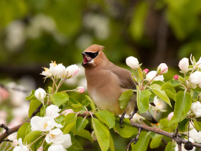 Cedar-Waxwing-4127.jpg