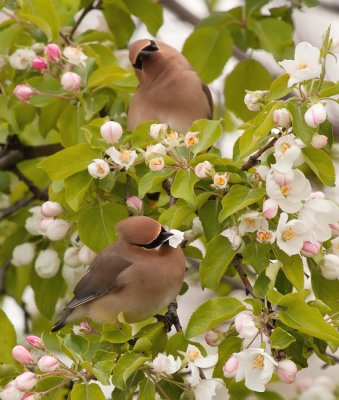 cedar-waxwing-4336.jpg