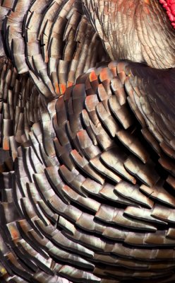 wild-turkey-1657.jpg