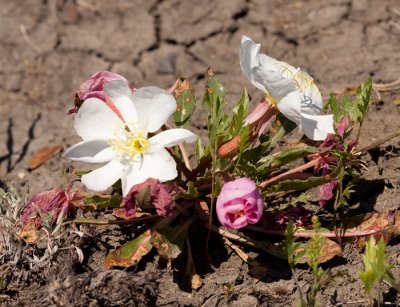 Evening-Primrose_4923.jpg