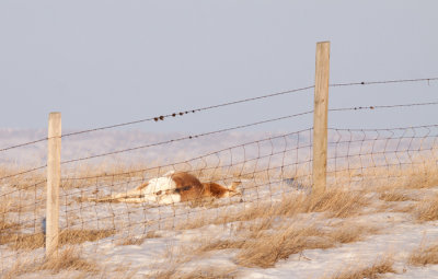 pronghorn-fence-1725.jpg