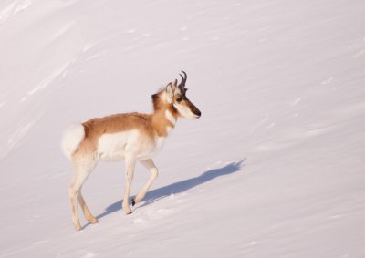 pronghorn-winter-1529.jpg