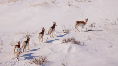 Pronghorn-winter-1541.jpg