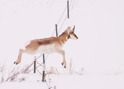 pronghorn-snow-XI.jpg