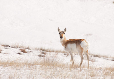 pronghorn-winter-1767.jpg