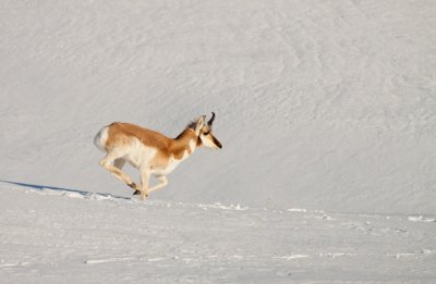 Pronghorn_0900.jpg