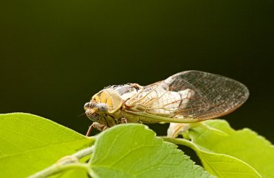 Cicada_5910.jpg