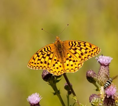 Fritilarry_5682.jpg