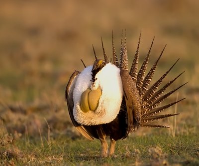 Greater-Sage-Grouse-XIII.jpg