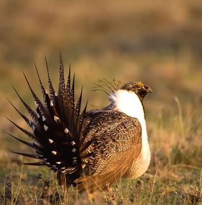 Greater-Sage-Grouse-XIV.jpg