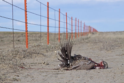 Sage-Grouse-and-Fence.jpg
