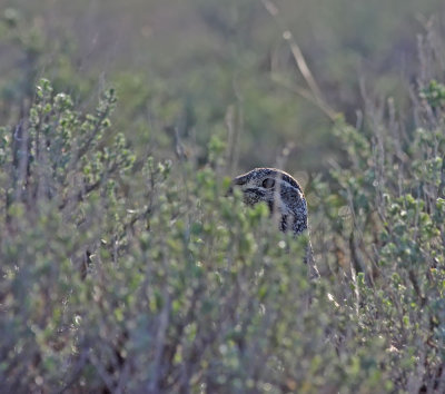 sage-grouse-sage.jpg