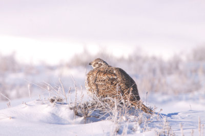 sage-grouse-winter.jpg