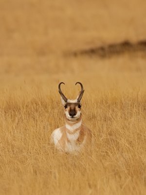 pronghorn_6502.jpg