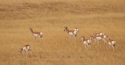 pronghorn_6523.jpg