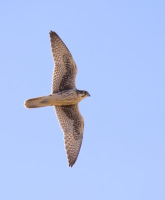 Prairie Falcon