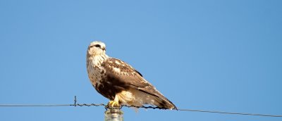 Rough-legged Hawk_7178.jpg