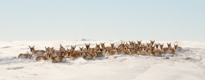 pronghorn_0782.jpg