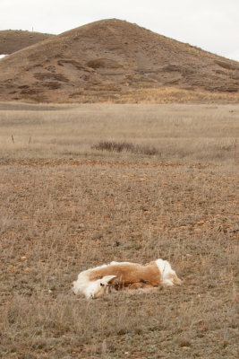 pronghorn-dead-2706.jpg