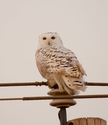 Snowy Owl_9056.jpg