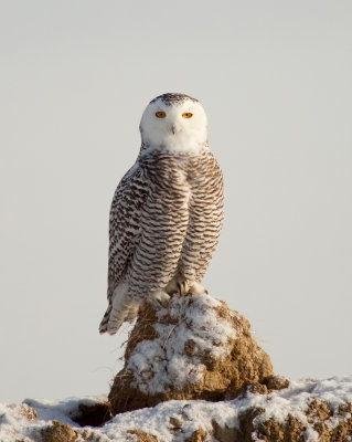 snowy owl_7626.jpg