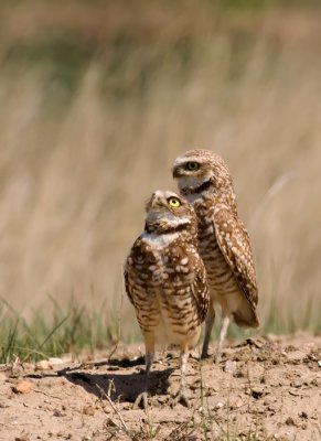 Burrowing-owl-I.jpg