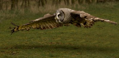 GREAT GREY OWL IN FLIGHT - Highly Commended - Projected Images