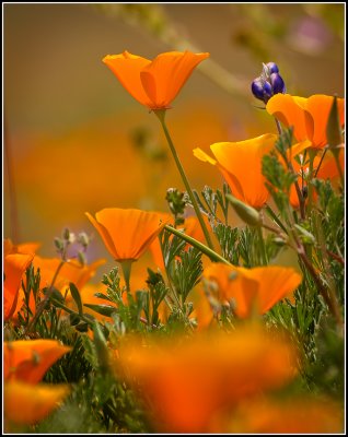  California Poppies #2