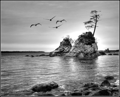  Tillamook Bay Tree #1 mono