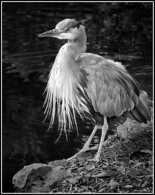  Blue Heron mono