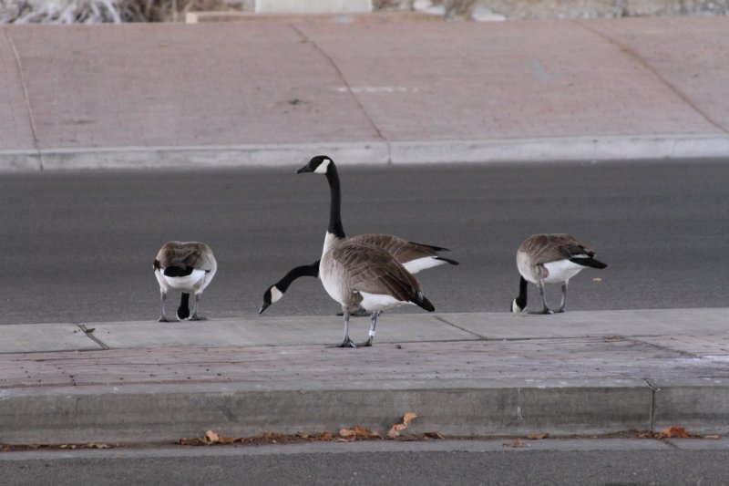 Tail Feathers