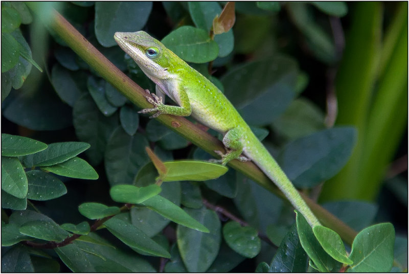 Anole