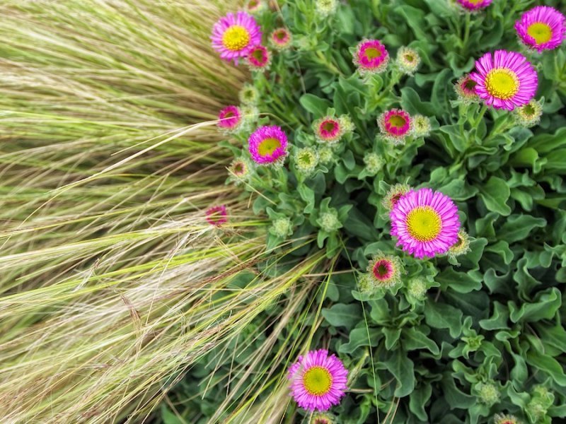 Flowers and grass