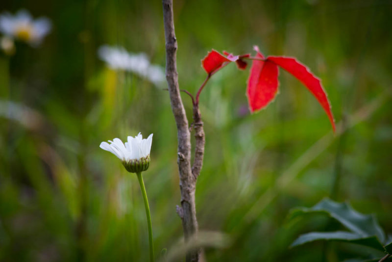 lone red