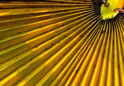 6th (tied) Place Yellow Fan