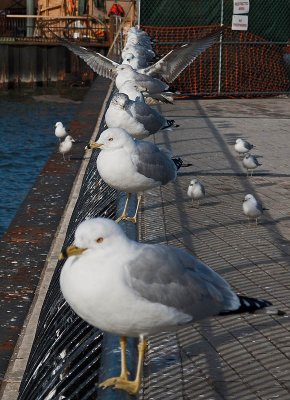 4th Hoboken Station Seagulls by Tom