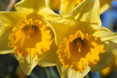 My Neighbor's Daffodils