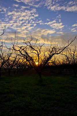 Sunset is peachy (Peach orchard near Villa)