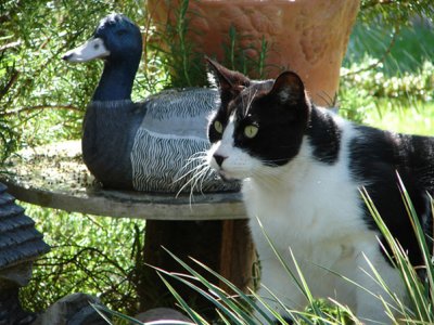 In Memory of Roko