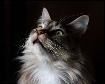 4th Place: Bruce by Michael Kilpatrick