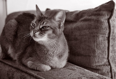Cat Perch