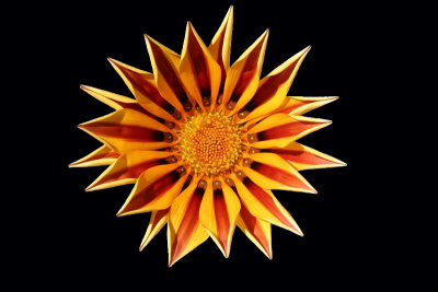 Gazania