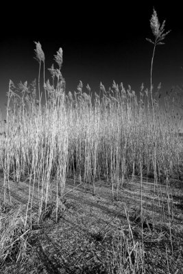 winter reeds
