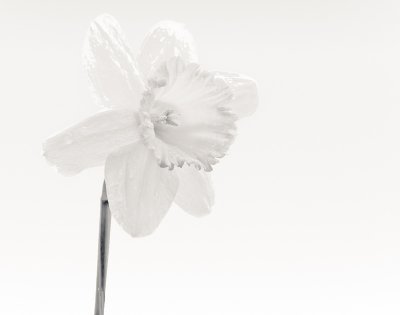 New Bloom